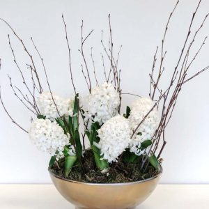 Winter white growing hyacinth planted together in a gold ceramic bowl.
